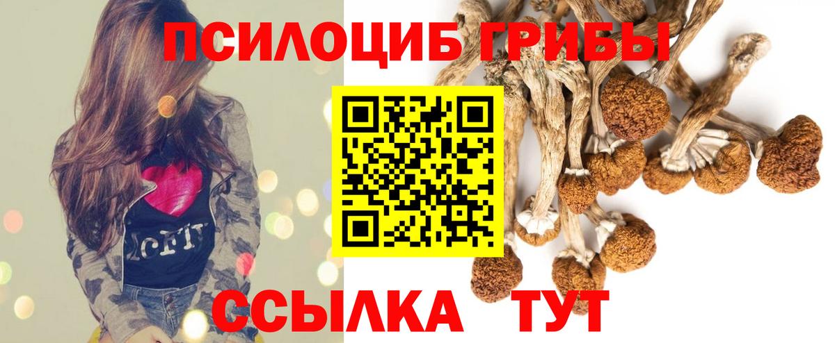 Галлюциногенные грибы Psilocybe Омск